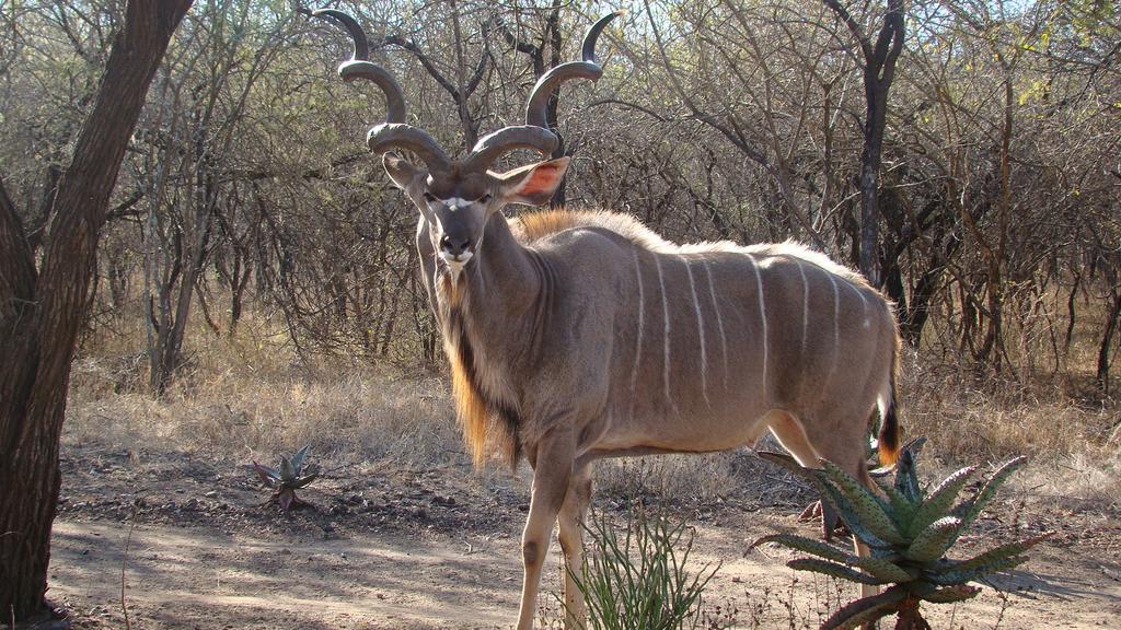 Kruger Cottage Marloth Park Luaran gambar